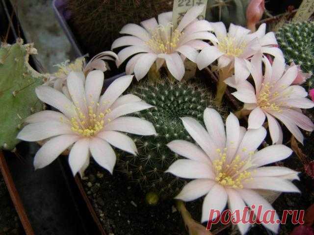 Кактус - форум -> Галерея -> Просмотр изображения -> Rebutia_kariusiana