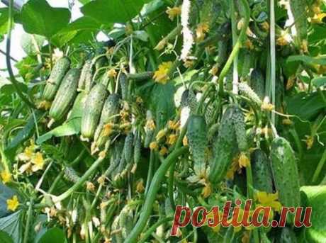 Что класть в лунку при посадке огурцов — Домашние