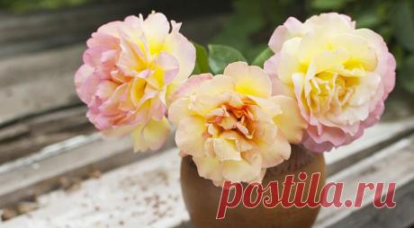 12 лучших двухцветных сортов роз для вашего сада на Supersadovnik.ru