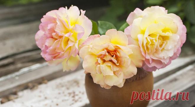 12 лучших двухцветных сортов роз для вашего сада на Supersadovnik.ru