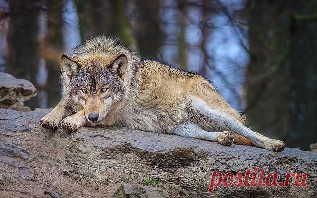 getImage (640×400)