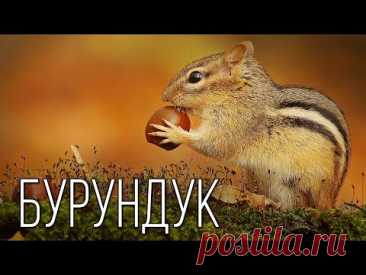 Бурундук: Запасливый Грызун | Интересные факты про бурундуков