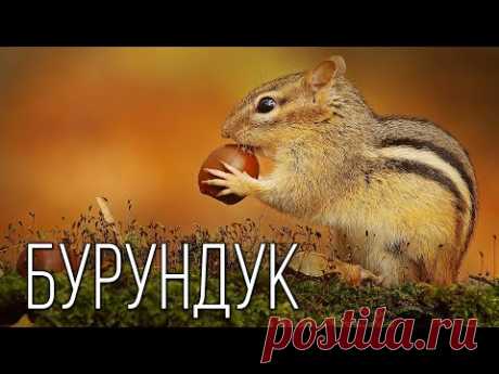 Бурундук: Запасливый Грызун | Интересные факты про бурундуков