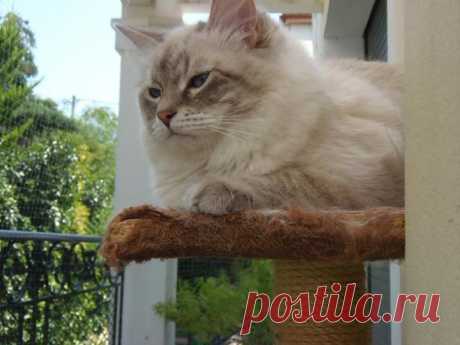 Невский маскарадный котик DUSTIN FORMULA USPEKHA, живет в Германии в питомнике Snowy Paws Catterys