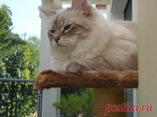 Невский маскарадный котик DUSTIN FORMULA USPEKHA, живет в Германии в питомнике Snowy Paws Catterys