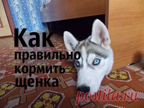 Как правильно кормить собаку.