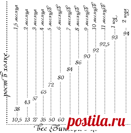 Как ростут немецкие доги.Зингер Аланос Штат.