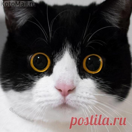 Совоглазка)