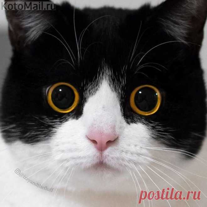 Совоглазка)