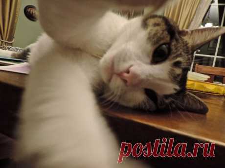 Селфи котов из социальных сетей