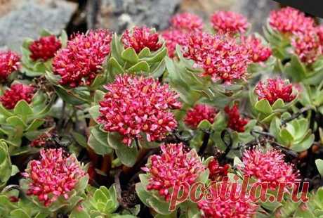 Лечебные свойства растения красная щетка
Красная щётка (Rhodiola gelida), родиола четырехчленная, родиола холодная, родиола четырехчастная, родиола четырехнадрезанная — лекарственное растение, произрастает только в  высокогорьях Алтая, предпочитает каменистые почвы. Своим названием растение, похожее на щетку, обязано наличию антоцианов и бетаинов, которые придают корням и травной части  красный...
Читай дальше на сайте. Жми подробнее ➡