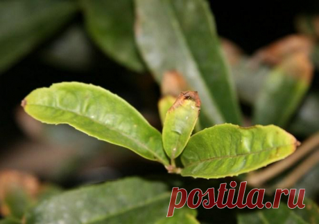 Причины засыхания кончиков листьев у домашних растений и как это исправить По внешнему виду растения легко понять, в каком состоянии оно пребывает. По любым изменениям на листочках можно понять, чего ему не хватает. Если у домашних цветов начали сохнуть листочки, то вначале ...