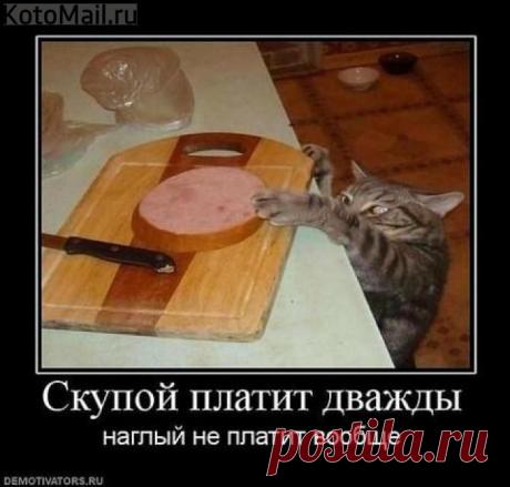 Наглость-не скупость. | KotoMail.ru