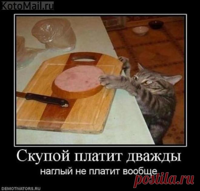 Наглость-не скупость. | KotoMail.ru