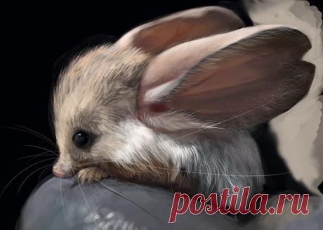 Самый ушастый зверь на Земле | Colors.life