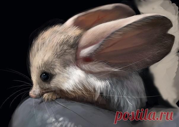 Самый ушастый зверь на Земле | Colors.life