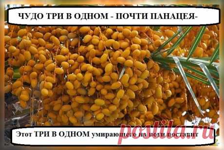 Всё самое интересное!: Почему желательно утром сьедать несколько фиников?