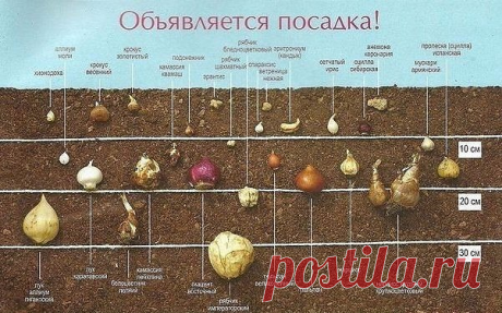 Осенняя посадка луковичных