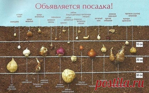 Осенняя посадка луковичных