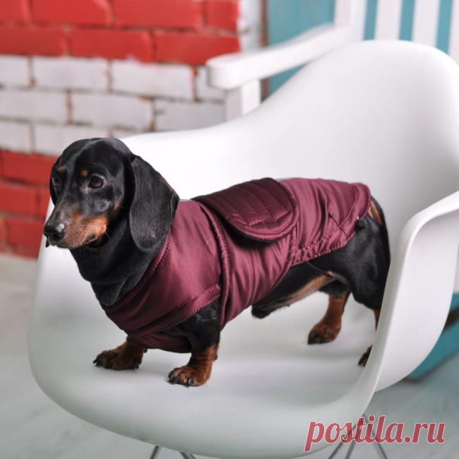 Одежда для таксы: выкройки и описание моделей для пошива своими руками комбинезонов и других вариантов