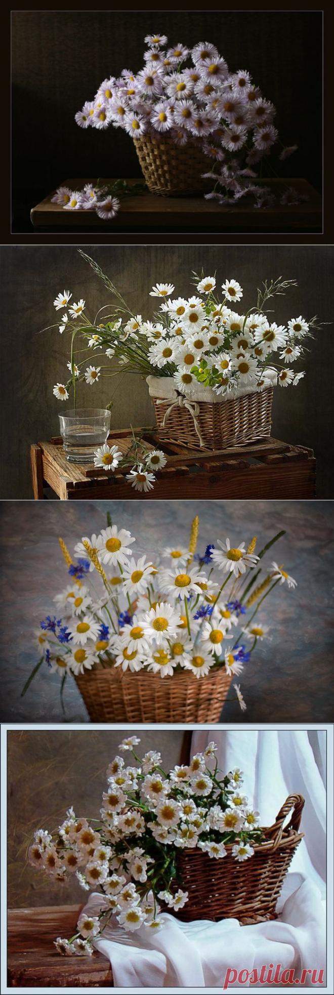 Натюрморты Любит - не любит. = Любит? не любит? Я руки ломаю
и пальцы разбрасываю разломавши
так рвут загадав и пускают по маю
венчики встречных ромашек
Пускай седины обнаруживает стрижка и бритье
Пусть серебро годов вызванивает уймою
надеюсь верую вовеки не придет
ко мне позорное благоразумие...

В.Маяковский