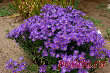 Многолетнее садовое растение Астра (Aster). Семейство: сложноцветные (Compositae)

Синонимы: октябринки

Травянистый многолетник или полукустарник с прямостоячими стеблями высотой от 30 см до 2 м. Цветки похожи на мелкие ромашки, от 2 до 8 см в диаметре, окраска - всевозможных оттенков от белого до фиолетового и карминно-красного. По срокам цветения делятся на ранние, летние и поздние (конец августа - сентябрь). Об основных видах, размножении, особенностях ухода читайте на сайте.