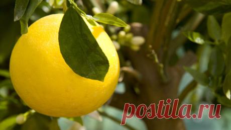 Помело. Чем хорош этот экзотический фрукт?