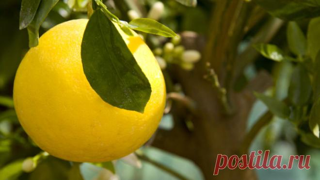 Помело. Чем хорош этот экзотический фрукт?