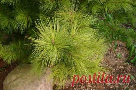 Кедр сибирский Кедр сибирский (Сосна сибирская кедровая, Pinus sibirica) – это хвойное дерево из семейства Сосновых, относящееся к ценным вечнозеленым многолетним культурам. Его плоды (они же и семена), кедровые оре...