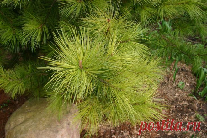 Кедр сибирский Кедр сибирский (Сосна сибирская кедровая, Pinus sibirica) – это хвойное дерево из семейства Сосновых, относящееся к ценным вечнозеленым многолетним культурам. Его плоды (они же и семена), кедровые оре...