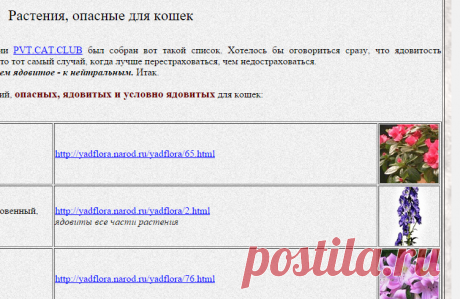 Растения, опасные для кошек
