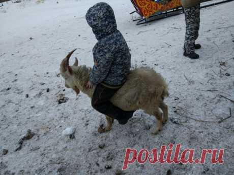 Конёк горбунок