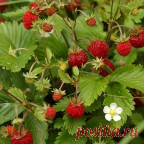 ЗЕМЛЯНИКА РАСТЕТ САМА ПО СЕБЕ