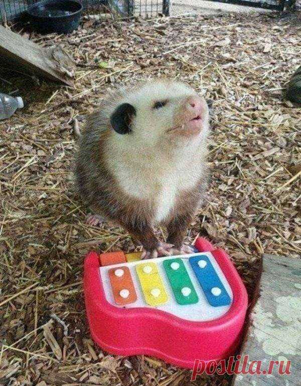 Забавные опоссумы заряжают позитивом . Тут забавно !!!