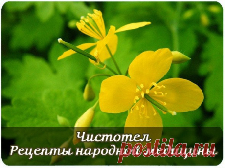 (M)КЛУБ ЦВЕТОВОДОВ И САДОВОДОВ | VK

ЧИСТОТЕЛ. РЕЦЕПТЫ НАРОДНОЙ МЕДИЦИНЫ