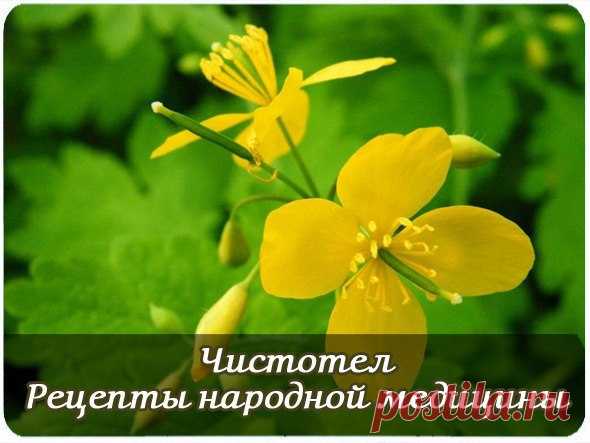 (M)КЛУБ ЦВЕТОВОДОВ И САДОВОДОВ | VK

ЧИСТОТЕЛ. РЕЦЕПТЫ НАРОДНОЙ МЕДИЦИНЫ
