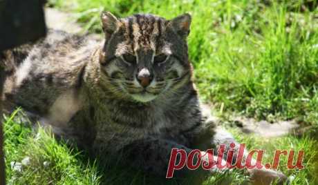 Камышовая кошка - описание породы