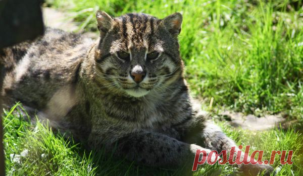 Камышовая кошка - описание породы