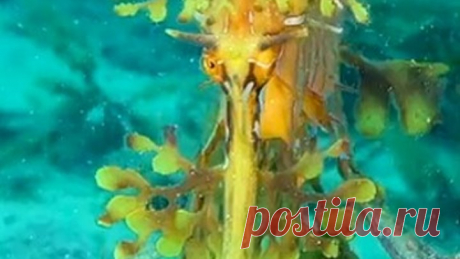 Морской конёк-тряпичник