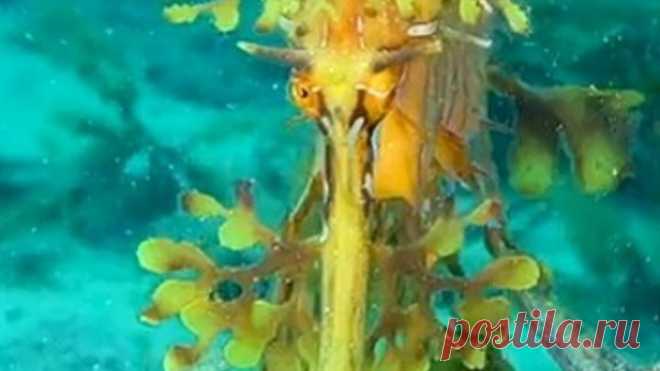 Морской конёк-тряпичник