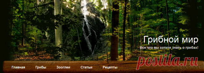 Алеврия оранжевая | Съедобные грибы