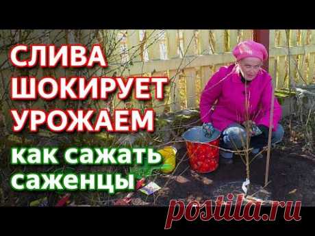 Как посадить сливу. Сажаем саженцы сливы.