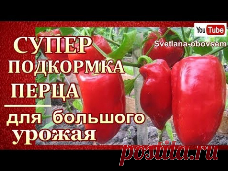 СУПЕР ПОДКОРМКИ ПЕРЦА ВО ВРЕМЯ ЦВЕТЕНИЯ И ПЛОДОНОШЕНИЯ для ОГРОМНОГО УРОЖАЯ.СРОКИ ВНЕСЕНИЯ от А до Я