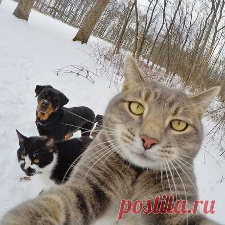 30 четких животных, которые научат вас, как нужно делать селфи