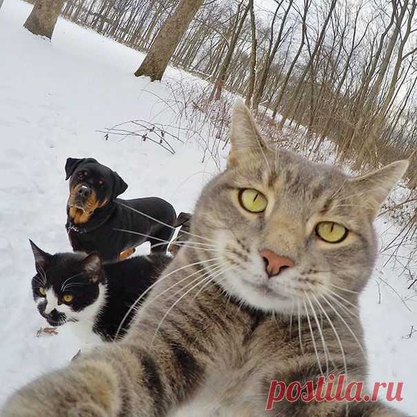 30 четких животных, которые научат вас, как нужно делать селфи