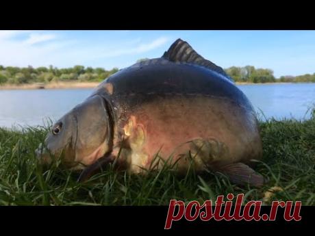 Ловля карпа на снасть "Убийца карася"