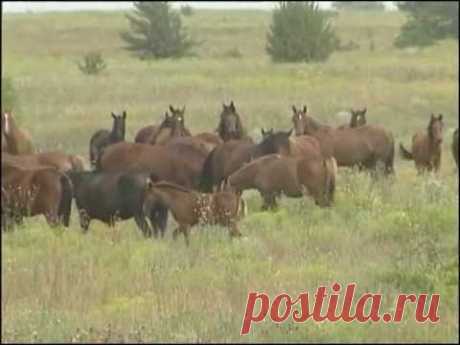 Мирознай - Природный парк "Цимлянские пески"