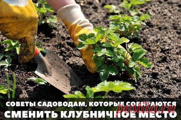 Советы садоводам, которые собираются сменить клубничное место 

На лейку накапаете 15 капель йода и 2 грамма борной кислоты, размешиваете как следует и поливаете под каждый куст, предварительно увлажнив почву (после дождя или после хорошего полива). 
При этом старайтесь не попадать йодным раствором на листья. Это особенно удачно получается после стрижки клубники. Как правило, после такой обработки жуки в течение двух лет не заглядывают на эту территорию. 

Перед тем как вы...