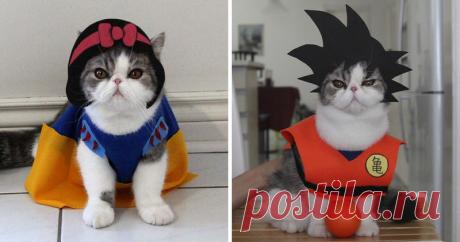 Пушистый косплей: котики в образах всем известных героев | Чёрт побери Кот по кличке Снупи обожает примерять образы супергероев, тем более что за позирование его угощают лакомствами. Год назад у него появился брат Доби, и теперь пушистики вместе демонстрируют наряды, созданные хозяйкой Ширли. Кстати, их коллекции позавидует любой косплейщик! 1. Снубэт и Добин 2. Котик Боб квадратные штаны 3. В образе Гоку 4. Где бананы? 5. Hello Kitty существует! 6. Капитан Кот Vs Железный...