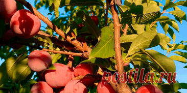 Вельвет Санрайз - Шарафуга - Сад